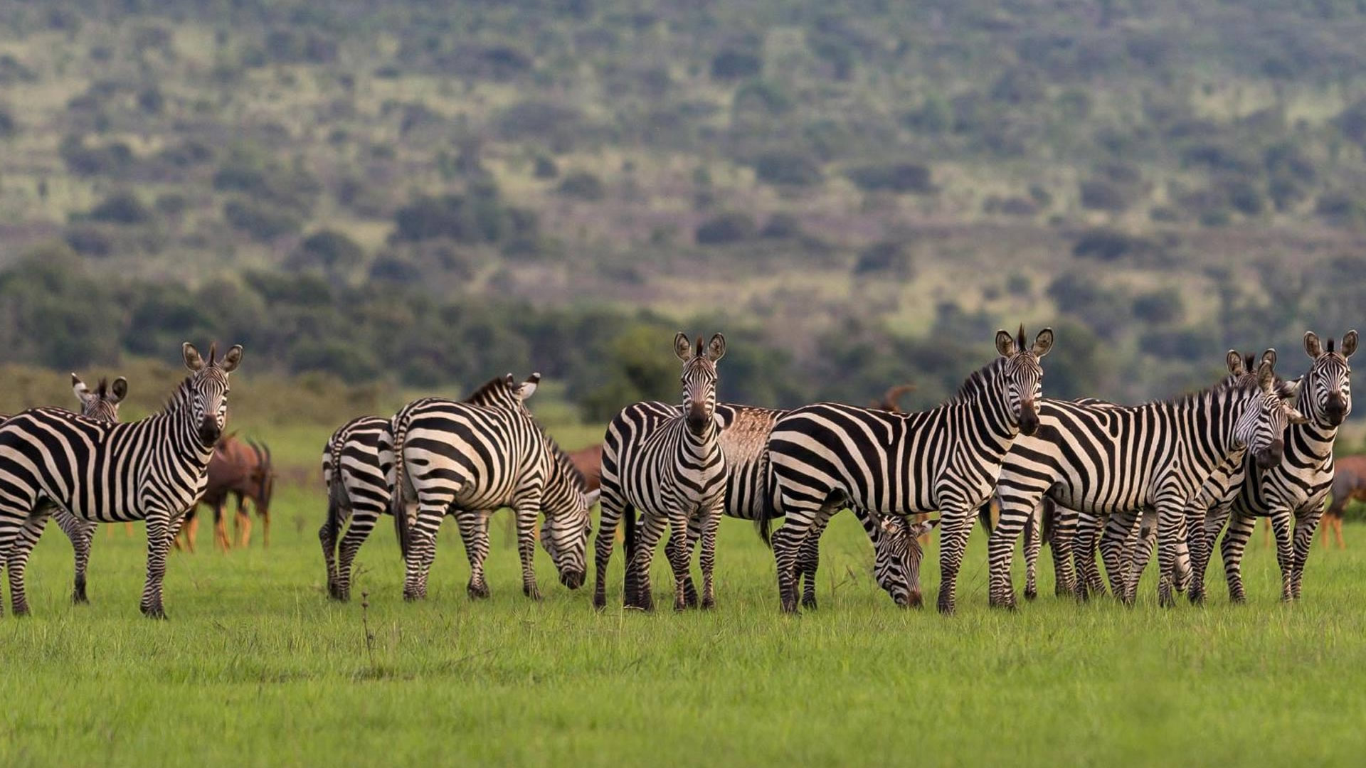 akagera national park