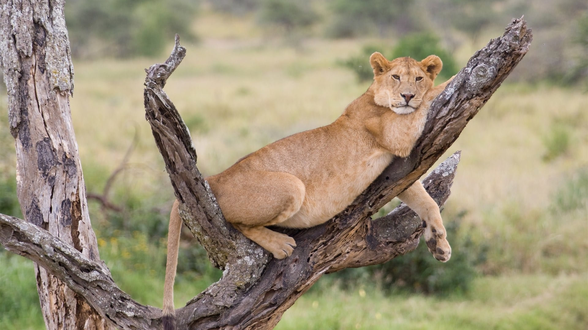 lake manyara national park lake manyara national park