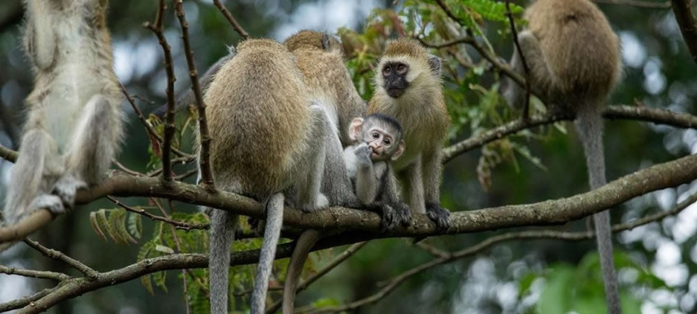 nyungwe national park