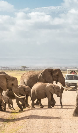 amboseli national park amboseli national park
