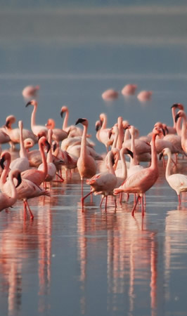 lake nakuru national park lake nakuru national park
