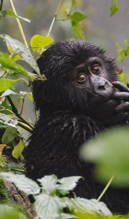 mgahinga gorilla national park