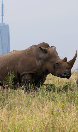 nairobi national park nairobi national park
