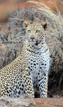 tsavo east national park tsavo east national park