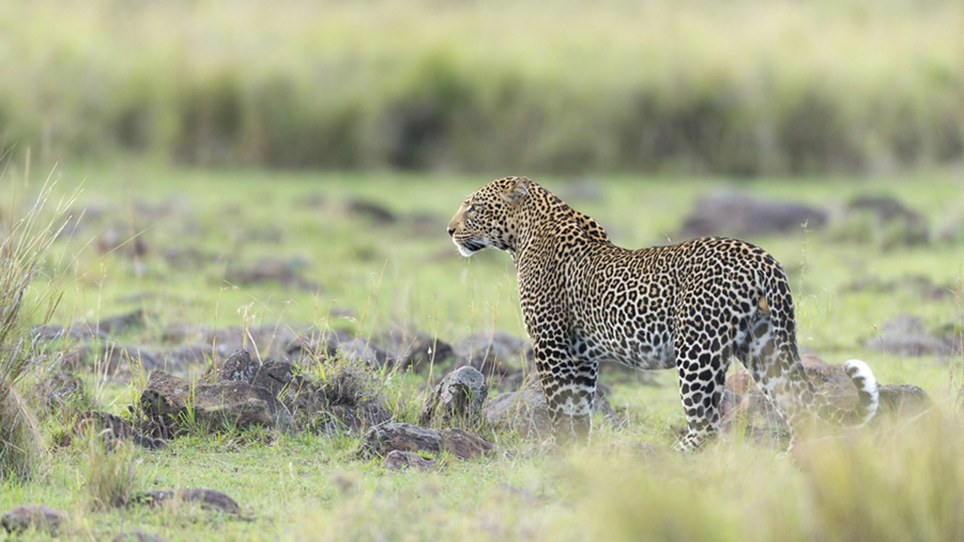kenya photographic safaris